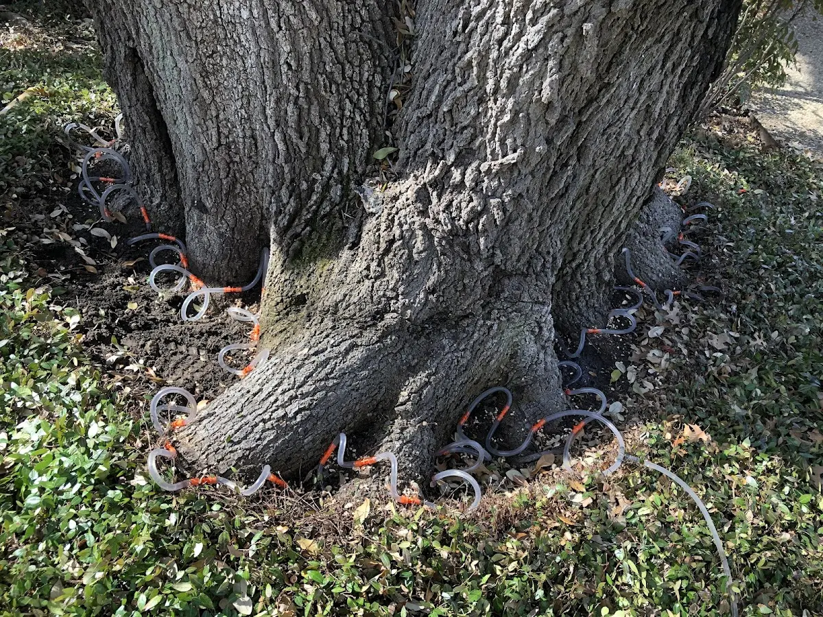 Detailed Tree Cabling and Bracing job site in New Middletown