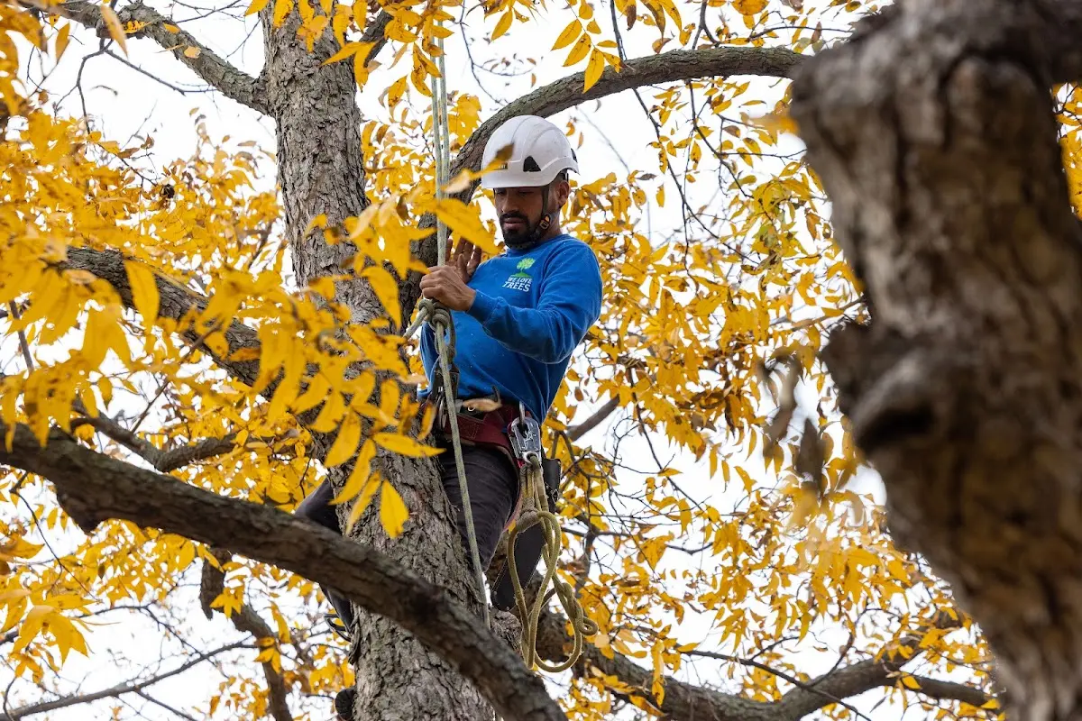 Skilled Tree Pruning crew working in New Middletown